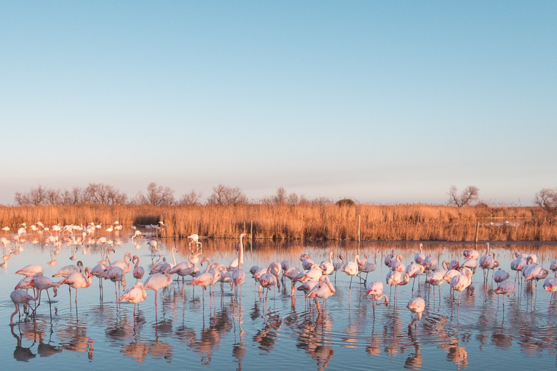 Camargue day trip